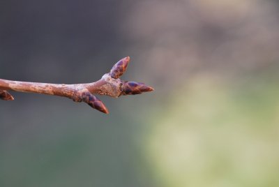 Prunus serrulata 'Amanogawa' - višeň pilovitá (sakura) - zimní pupeny